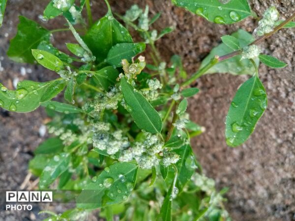 ‌‌باران رحمت الهی،باران بهاری و تماشایی باز هم مهمان شهر نیشابور شد