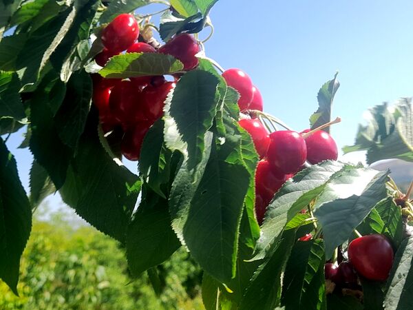 میوه‌های خوش‌رنگ و لعاب بهاری در روستای مارکده
