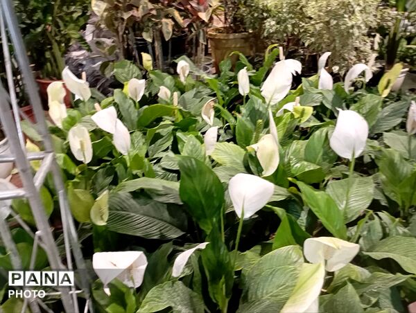 نمایشگاه گل و گیاه مشهد فرصتی برای دیدن زیبایی‌های طبیعت و خرید