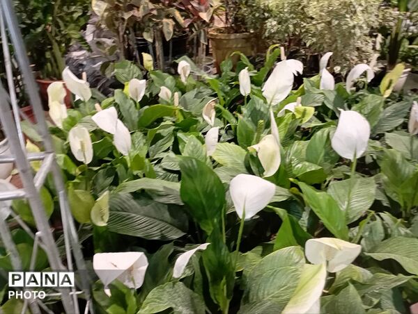 نمایشگاه گل و گیاه مشهد فرصتی برای دیدن زیبایی‌های طبیعت و خرید