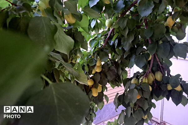 برداشت زردآلو در باغات سورمق