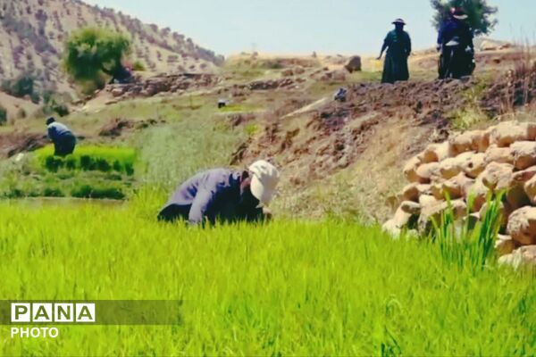 برنجکاری در پلبریده