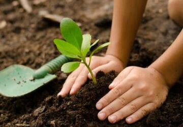  برای زنده ماندن زمین درخت بکاریم