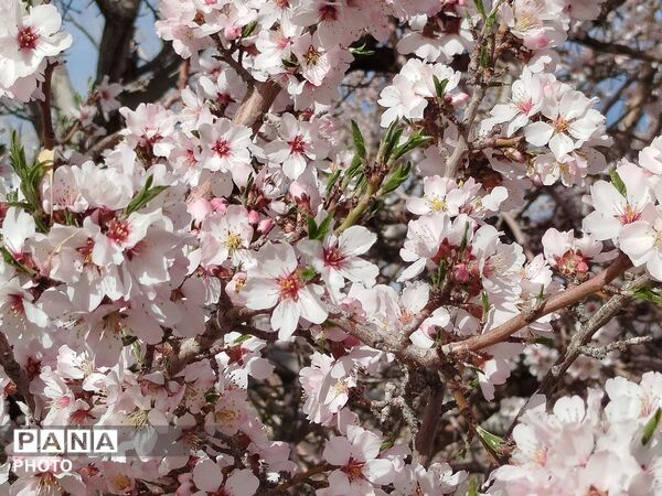 شکوفه‌های بهاری شهر بن، نویدبخش طراوت و زندگی دوباره