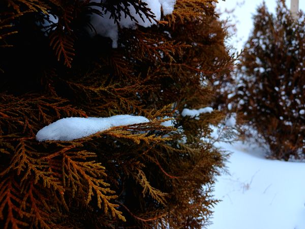 بارش برف آخرین ماه زمستان در آذربایجان شرقی