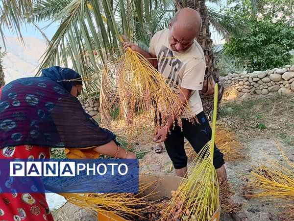 برداشت خرما در شهر رویدر 