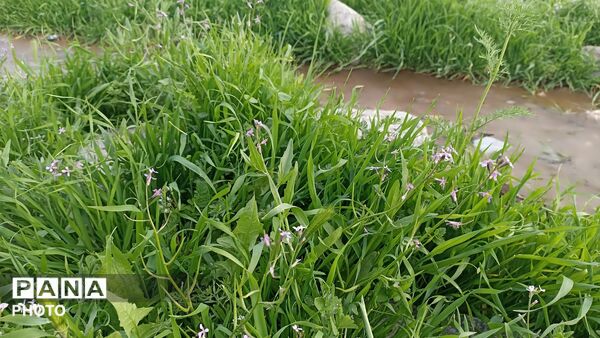 بهار در دامان طبیعت کاشمر؛ تصاویری دیدنی از کوه ها، شکوفه‌ها و سبزی فروردین