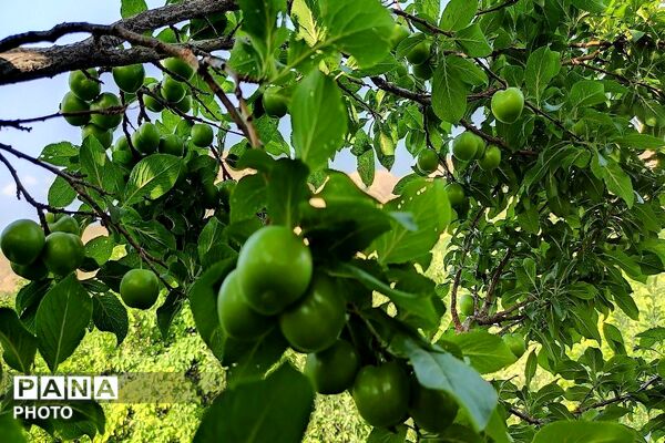فصل چیدن یاقوت های چشم نواز در شهر بار نیشابور-۲ 