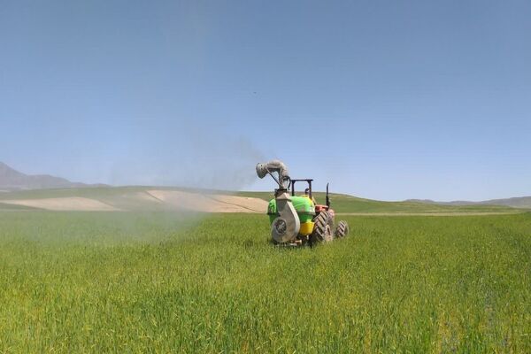 شیوع بیماری زنگ زرد در مزارع گندم و جو در روستاهای دهستان سنگر شهرستان فاروج