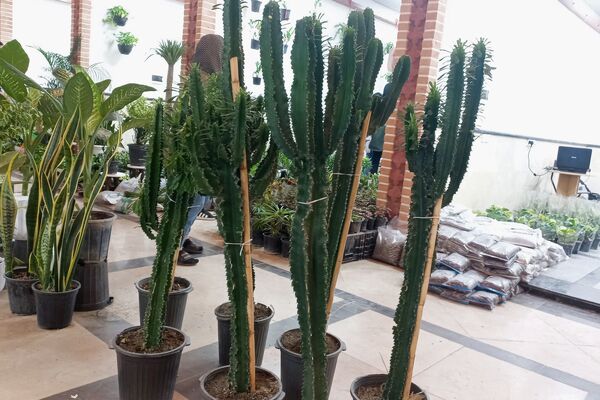 نمایشگاه گل و گیاه در نمایشگاه دائمی قرچک