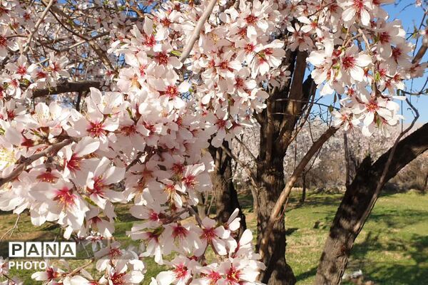 زمستان شکوفه پوش در خفر 