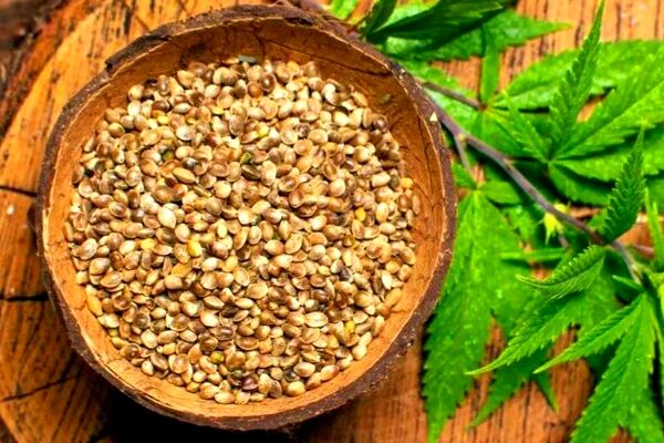مصرف شاهدانه، مانع از بروز اشتهای کاذب می‌شود