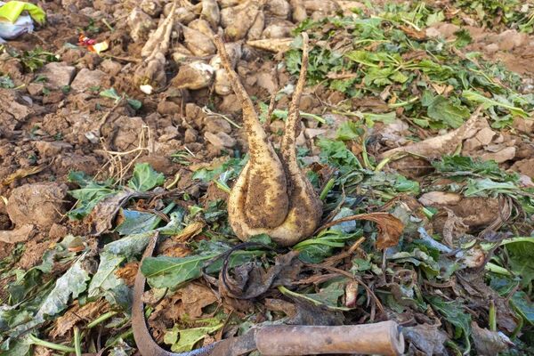 برداشت چغندرقند در روستای مفرنقا