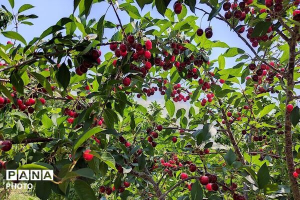 فصل چیدن یاقوت های چشم نواز در شهر بار نیشابور-۱