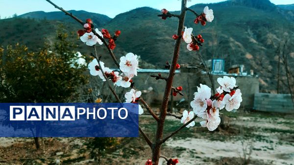 طبیعت بهاری، یک یادآوری دوست داشتنی