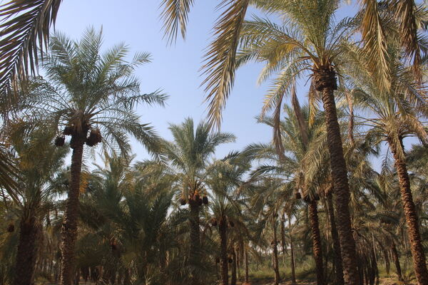 برداشت خرما در منطقه آب پخش