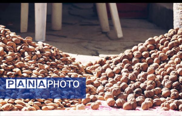 جشن بزرگ بادام در تفرش