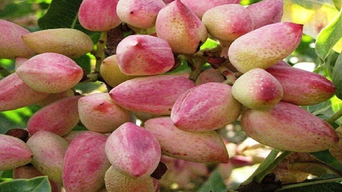 سطح زیر کشت پسته استان آذربایجان شرقی ۳ هزار و ۱۲۰ هکتار است