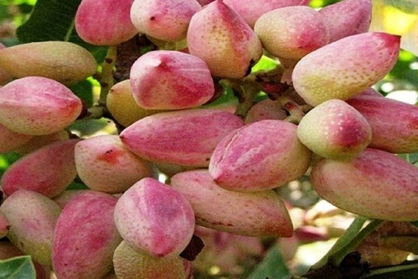 سطح زیر کشت پسته استان آذربایجان شرقی ۳ هزار و ۱۲۰ هکتار است