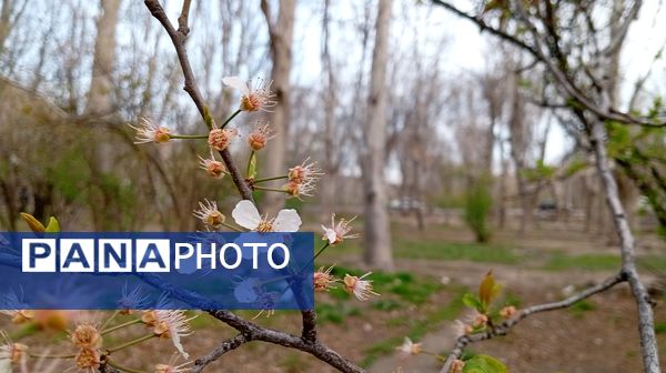 آوای گوش‌نواز بهار در طبیعت شهرستان‌بن