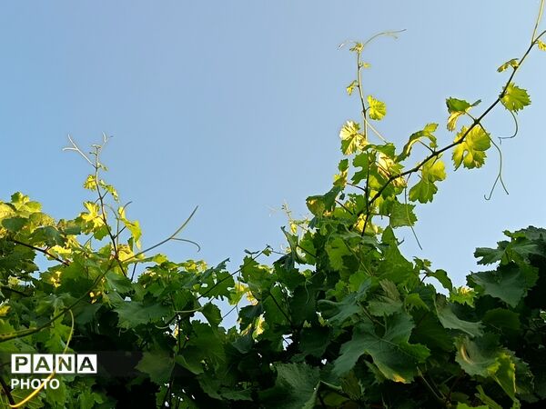 طبیعت در دل روستای برزنون،حال و هوای این دیار از قاب پانا