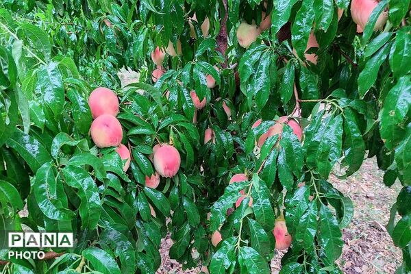 بارش غیر منتظره باران در تابستان ۱۴۰۵شهر بار نیشابور