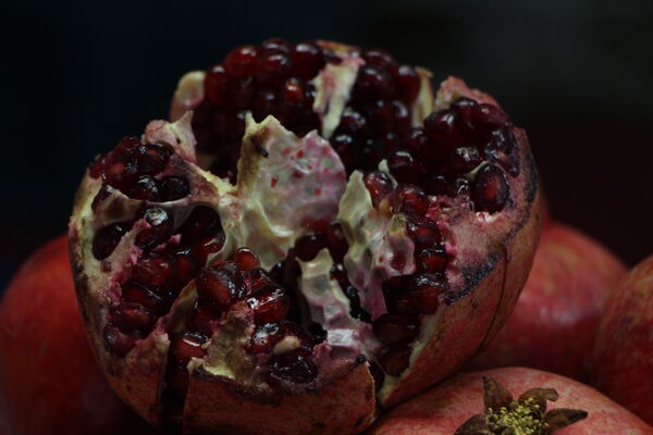 نمایشگاه شب یلدا در باغ دولت‌آباد یزد