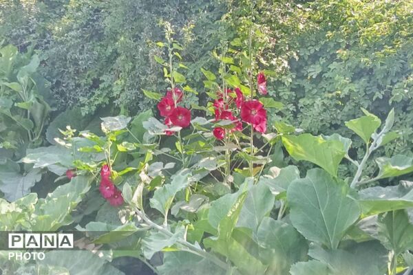 از گل محمدی تا داروهای گیاهی؛ جشنواره‌ای با عطر سلامتی در رباط‌کریم