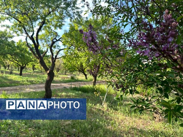 طبیعت هم با آمدن بهار زیبا شد 