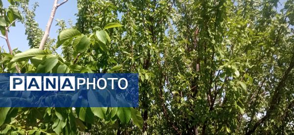 آغاز فصل چیدن؛ باغ‌های جلگه رخ میزبان میوه‌های تابستانی 