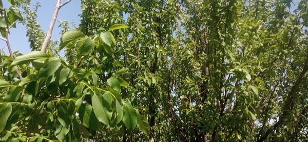 آغاز فصل چیدن؛ باغ‌های جلگه رخ میزبان میوه‌های تابستانی 