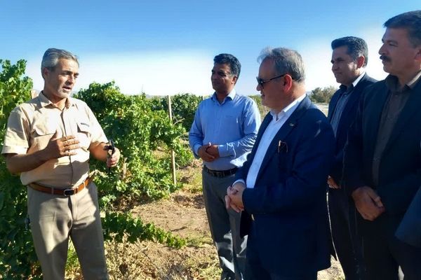 سفر معاون وزیر جهاد کشاورزی به کاشمر