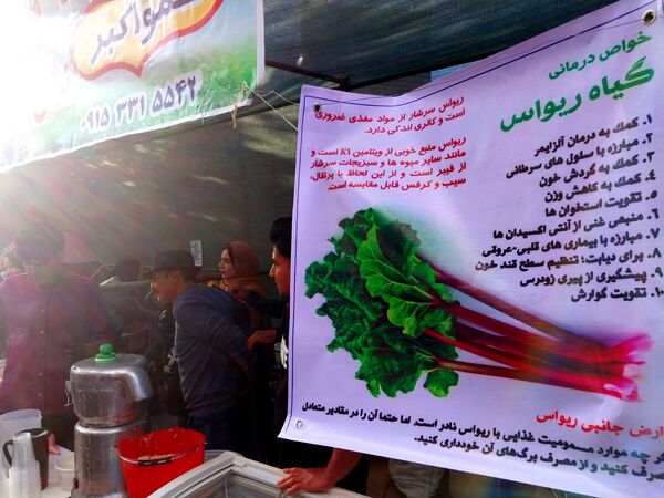 جشنواره ریواس در کوهسرخ