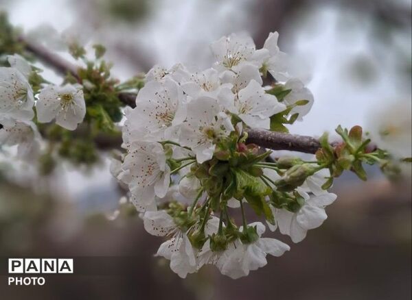 بازگشت بهار؛ آواز دوباره‌ی زندگی