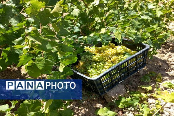 آغاز فصل برداشت انگور از باغات روستای گزکوه فاروج