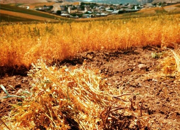 جاذبه‌های گردشگری روستای دوازده‌ امام 