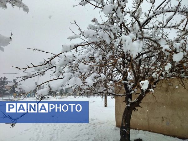 بارش برف در شهرستان تربت جام