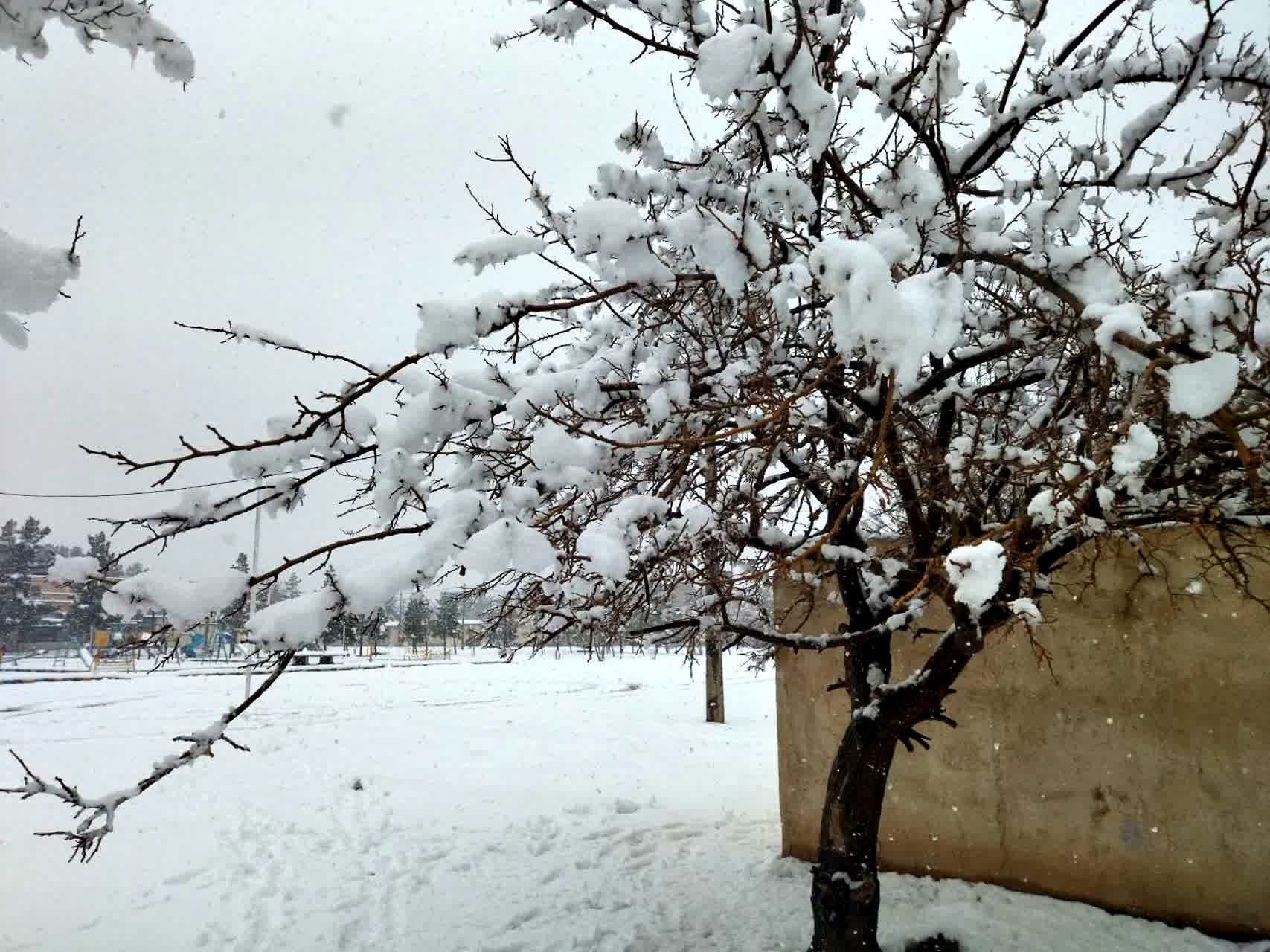 بارش برف در شهرستان تربت جام