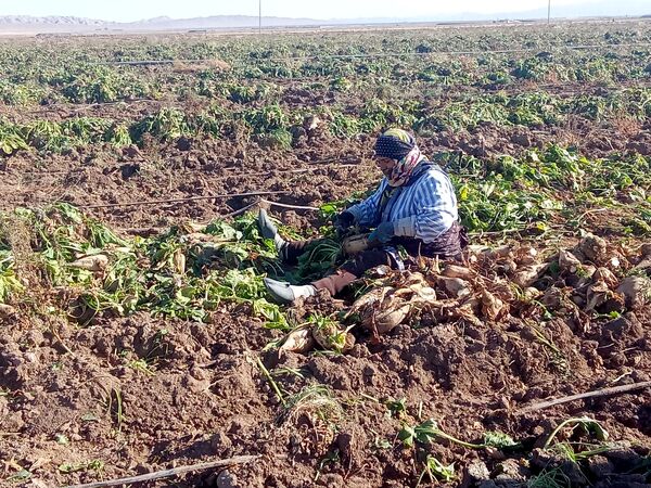برداشت چغندر قند از مزارع دشت گل آغاز شد