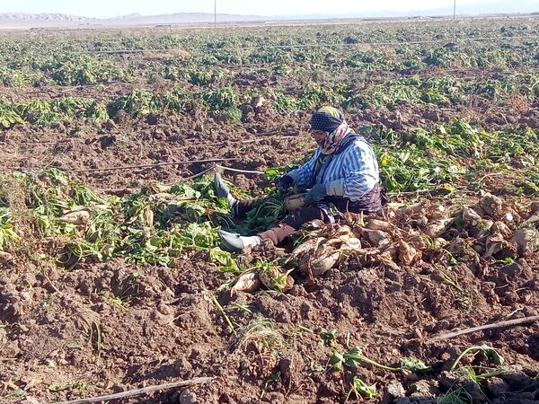 برداشت چغندر قند از مزارع دشت گل آغاز شد