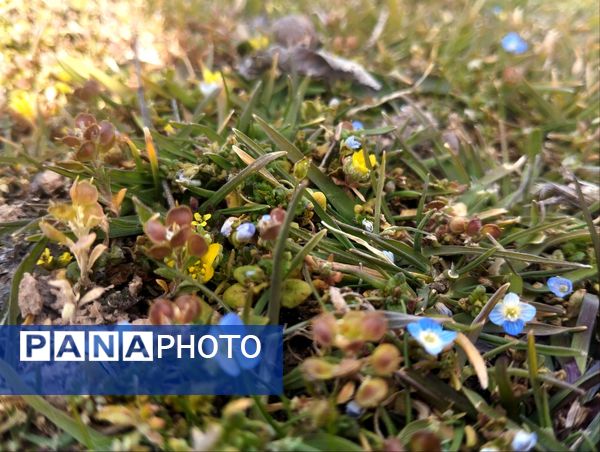 سیزده بدر، نقاشی رنگارنگ طبیعت را بر بوم تصاویر رقم زد