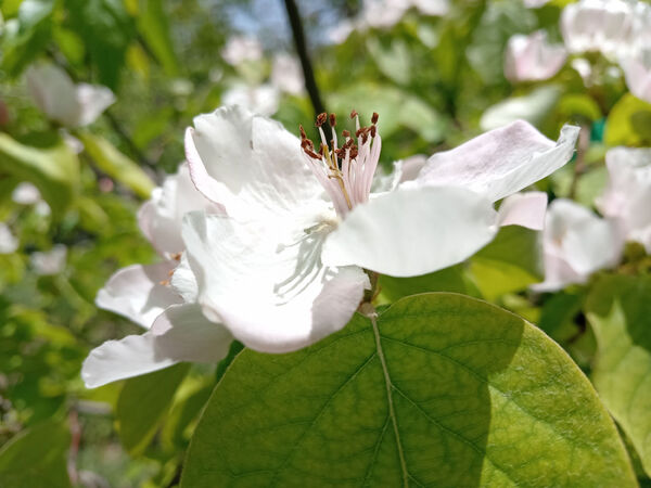 جلوه‌هایی از طبیعت تابستانی خلجستان و جعفرآباد قم