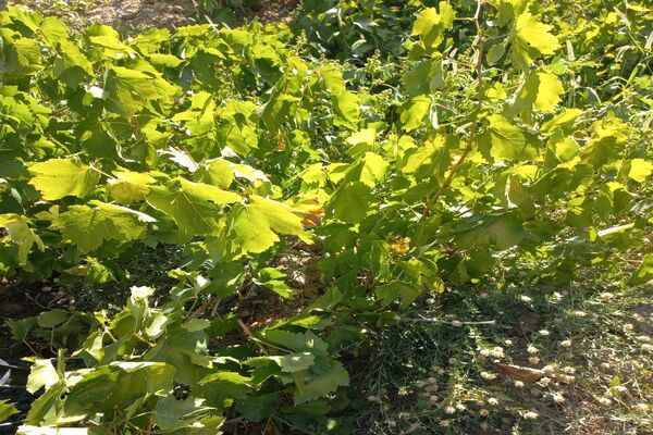 آغاز فصل برداشت انگور از باغات روستای گزکوه فاروج