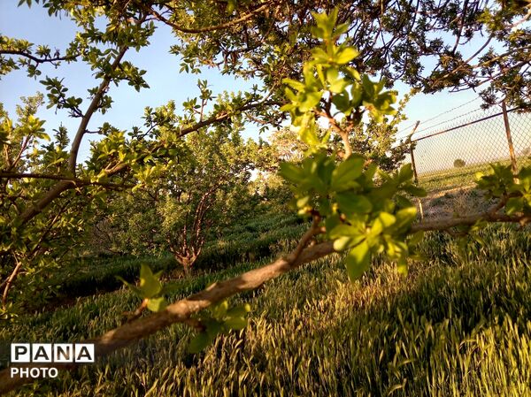 رویش شکوفه ها در روستای فرخ آباد