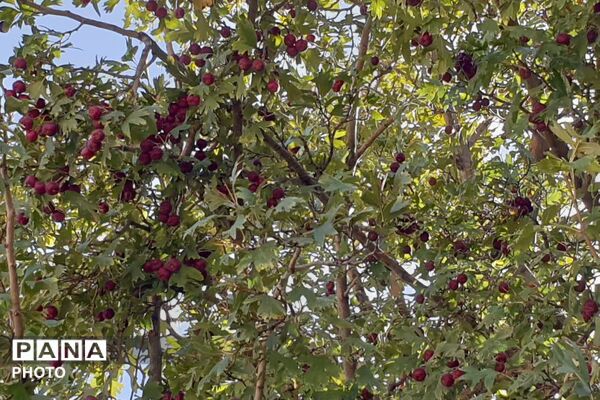 ظرفیت‌های گردشگری مذهبی و طبیعی استهبان