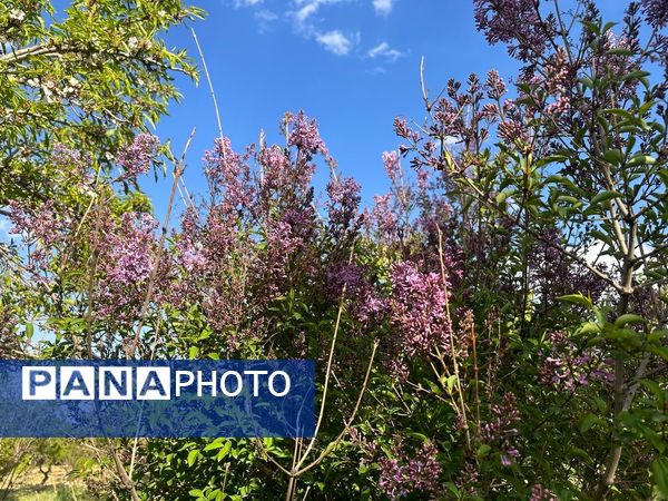 طبیعت هم با آمدن بهار زیبا شد 