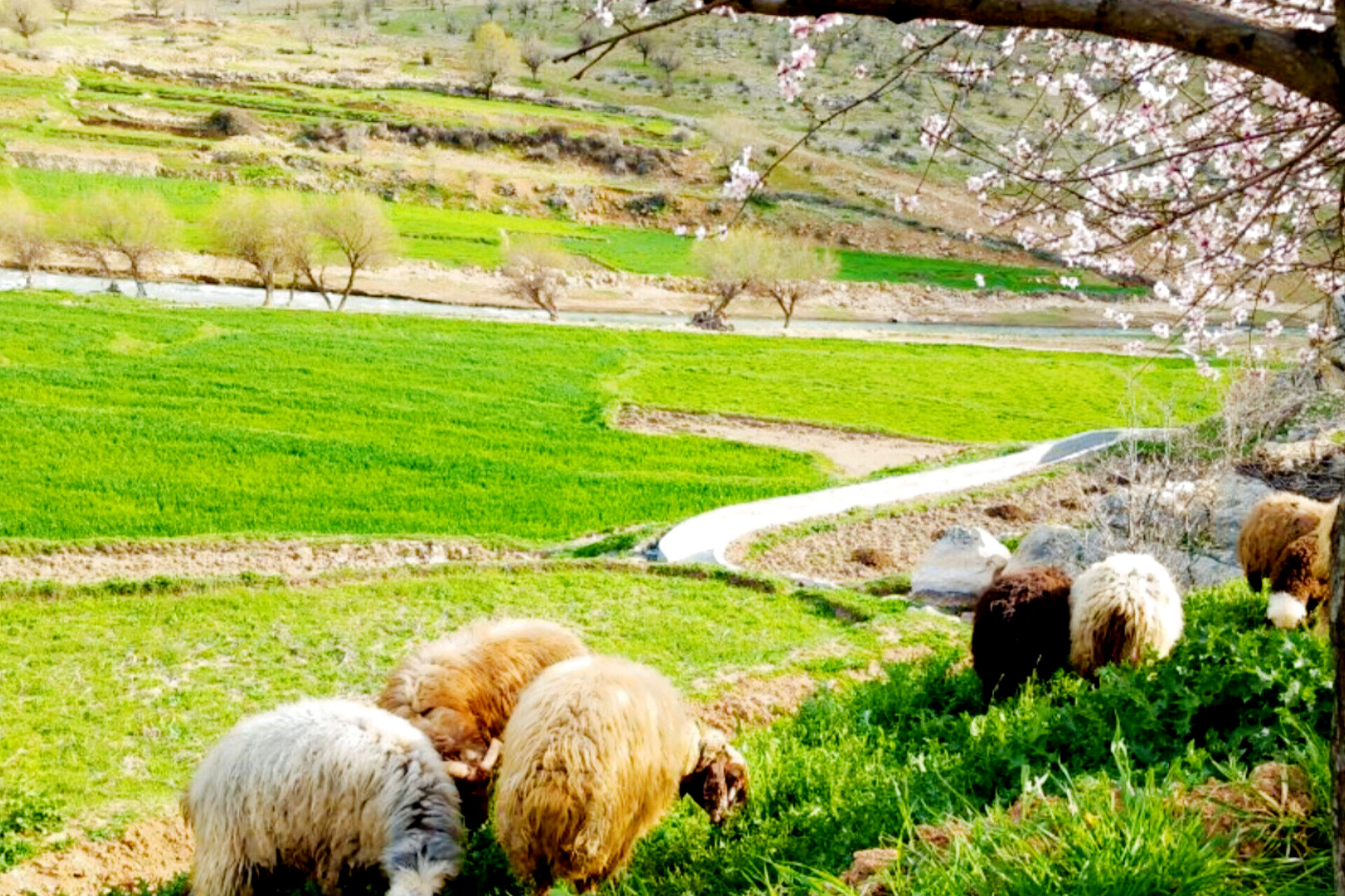  بهاریِ رنگارنگ در پل‌بریده