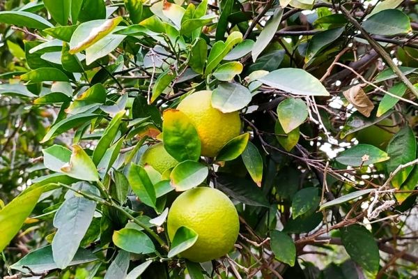 پرتقال‌های محلی میرآباد کناردشت آماده رسیدن