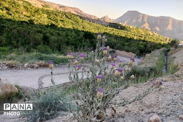 بهسازی جاده بین باغی شهر بار مطالبه دیرین باغداران