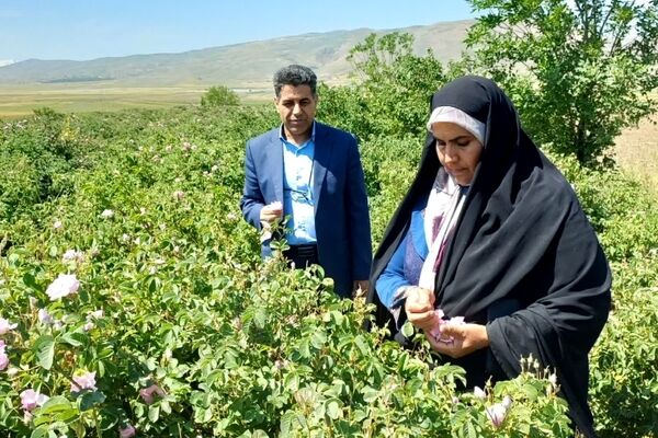 مزرعه گل محمدی بانوی همدانی الگویی ارزشمند از تلاش بانوان در رونق اقتصاد روستا است